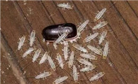 小蟑螂踩死了会留下卵吗