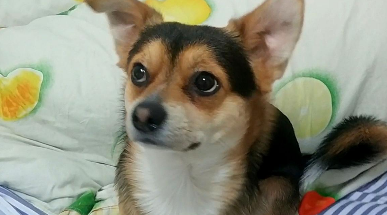 小狗视频搞笑视频大全可爱