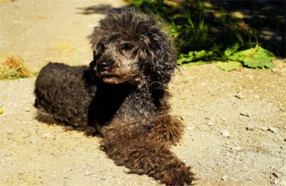 贵宾犬好养吗？以下详解泰迪是否好养的原因