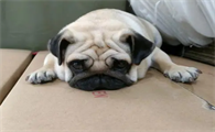 为什么不建议养巴哥犬
