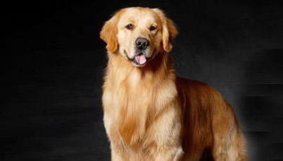选购金毛寻回犬的方法? 选购金毛寻回犬的方法?