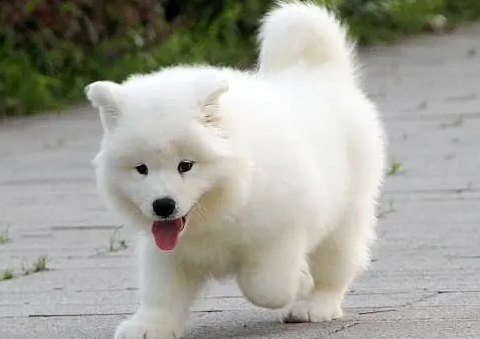 萨摩耶是大型犬还是中型犬还是小型犬