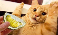 猫咪讨厌什么味道啊怎么办
