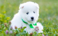 狗狗也像猫一样吐毛球吗?