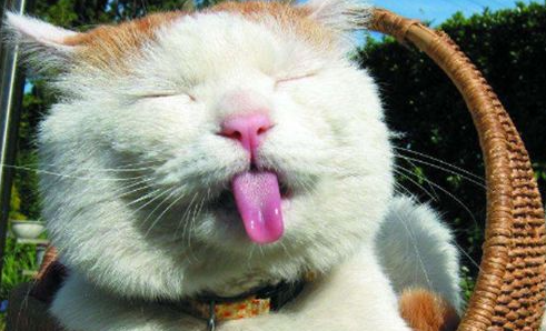 猫应激呕吐了该怎么办?猫咪应激严重呕吐怎么办? 猫应激呕吐了该怎么办?猫咪应激严重呕吐怎么办?