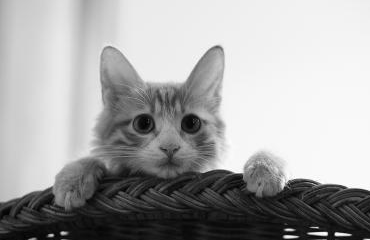 猫误食东西怎么办？猫误吃了东西怎么办？