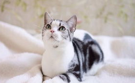 猫一直吐黄水怎么办?来看看吧 猫一直吐黄水怎么办?来看看吧