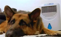 狗狗经常吹空调会怎么样啊