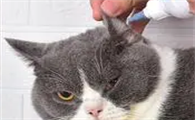 什么可以代替猫咪洗耳液
