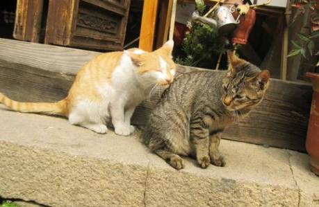 家里的母猫发情了怎么办？
