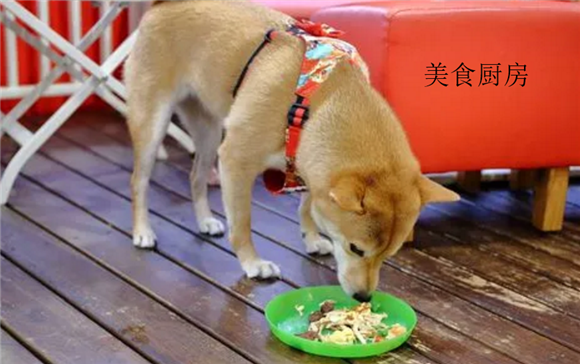 美食厨房宠物在哪 美食厨房宠物在哪