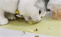 萌宠小知识：猫吃玉米吐了怎么办？