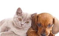 养猫还是养狗