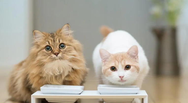 讨厌猫怎么办？