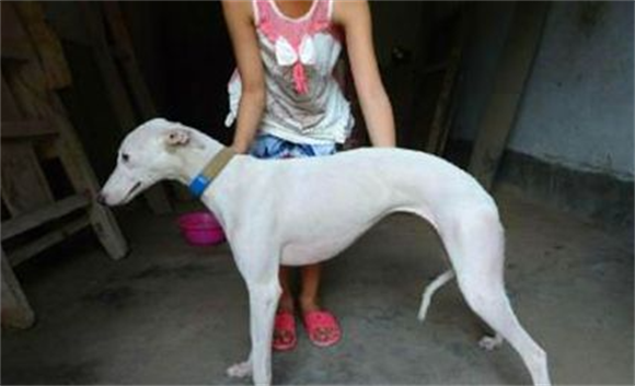 灵缇幼犬怎么看纯不纯呢? 灵缇幼犬怎么看纯不纯呢?