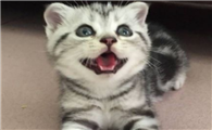 美短宠物猫的价格是多少