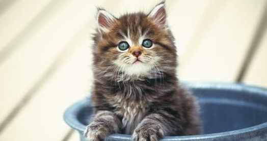 小猫生不出来怎么办?小猫生不出来在里边会怎么样? 小猫生不出来怎么办?小猫生不出来在里边会怎么样?