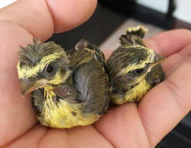 金青鸟价格多少一只