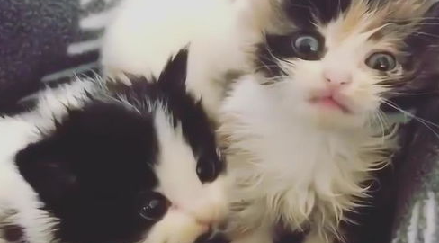 小猫叫个不停怎么办？幼猫老是叫太吵了怎么办？