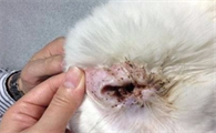 一文详解:猫耳朵有耳螨怎么办?