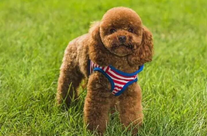 泰迪犬训练泰迪 泰迪犬训练泰迪