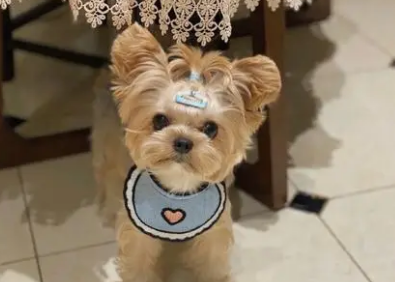 马尔泰犬长大后丑的样子 马尔泰犬长大后丑的样子
