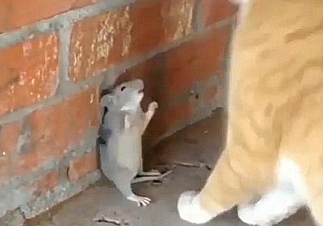 老鼠被橘猫逼到墙角,以为它要凉了,隔几秒后主人有些心塞了 老鼠被橘猫逼到墙角,以为它要凉了,隔几秒后主人有些心塞了