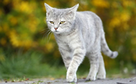 猫咪为什么不敢走路了