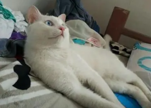 猫舍的种公猫能买吗