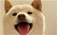 为什么狗狗躺地上会叫呢怎么回事