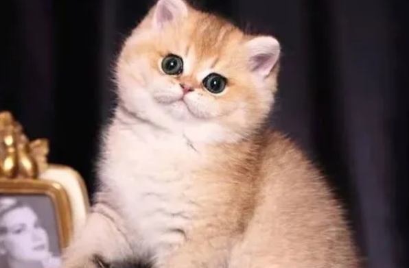 金渐层猫和大橘猫的区别 金渐层猫和大橘猫的区别
