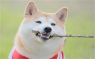 竹联庄柴犬是纯种的吗