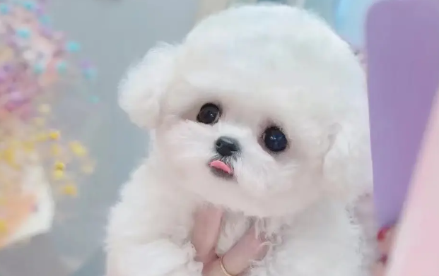 养比熊犬要定期做好清理工作呢? 养比熊犬要定期做好清理工作呢?