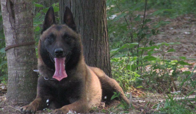 昆明警犬基地幼犬出售