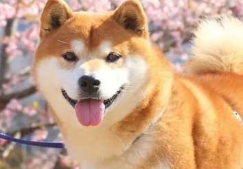 给秋田犬美容的时候我们要注意哪些问题? 给秋田犬美容的时候我们要注意哪些问题?