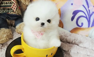博美茶杯犬的价格是多少一只啊