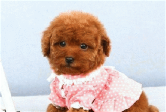 泰迪和贵宾犬是同一个品种吗 泰迪和贵宾犬是同一个品种吗