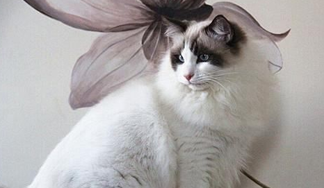 布偶猫不满背不值钱吗？满背的布偶猫比不满背的贵吗？