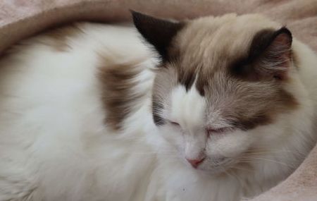 猫咪软便怎么办?会自愈吗? 猫咪软便怎么办?会自愈吗?