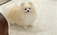 博美犬的饮食禁忌有哪些