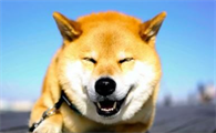 柴犬尾巴不蓬松，柴犬尾巴不蓬松的原因？