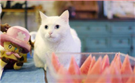 不小心吃了猫吃过的东西怎么办？