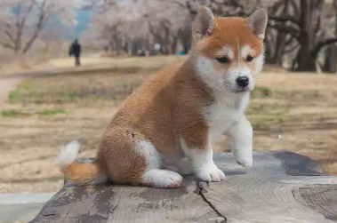 柴犬有体味吗掉毛吗？柴犬掉毛的原因有哪些？