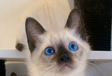 暹罗猫耳朵上有黑斑，暹罗猫耳朵上有黑斑怎么回事？