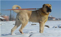 坎高犬怎么样