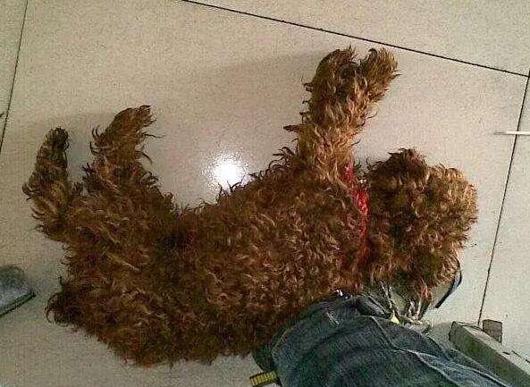 泰迪犬训练装死