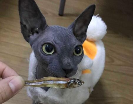 比鲁斯猫是什么品种 比鲁斯猫是什么品种
