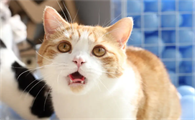 猫咪可以吃的蔬菜水果有哪些呢？