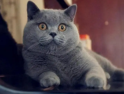 英短蓝猫记仇有多可怕