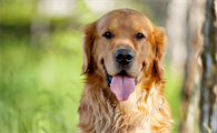 狗狗是如何感染犬瘟的，犬瘟晚期能注射单抗治疗吗?